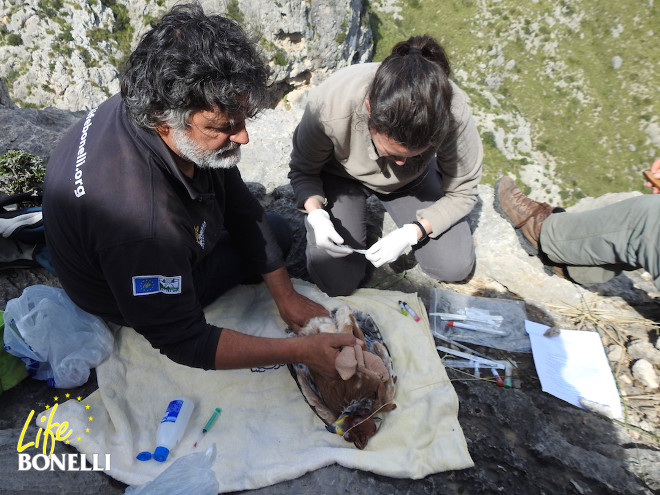 La veterinaria del COFIB, Nieves Negre, tomando muestras biológicas de uno de los pollos.