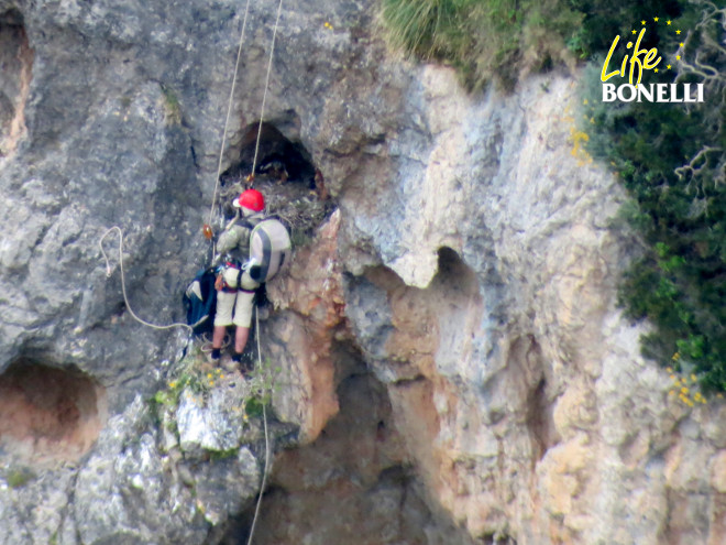 Un Agente de Medio Ambiente deposita a Fartàritx y a Formentor en el nido tras el marcaje