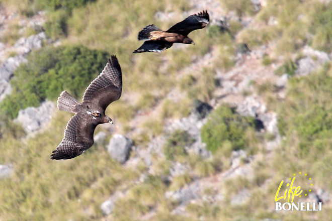Fartàritx y Formentor volando juntos el 21 de junio de 2016 (Foto: Maties Rebassa).