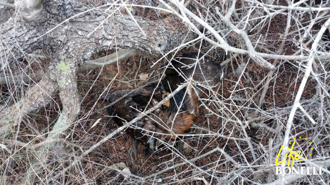 Estado de Fartàritx metido entre las ramas de un tupido acebuche.