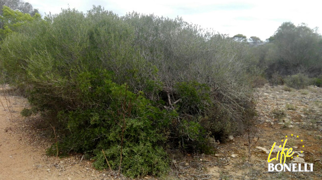 Arbusto donde se encontró Fartàritx, no pudo haber accedido por el suelo.