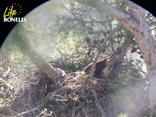 Cullera en el nido, tras haber puesto su primer huevo, con la cloaca y la cola hacia fuera del cuenco. (Foto: Ernesto Álvarez)