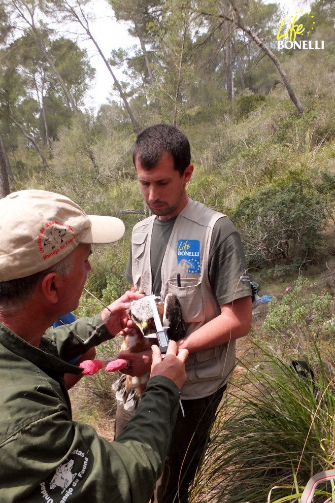 Victor Garcia Matarranz (experto del MAGRAMA), toma medidas a uno de los pollos.