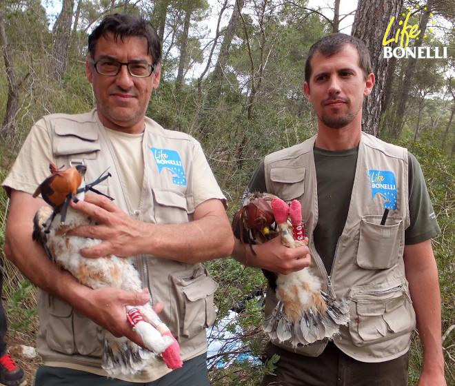 Marcaje de los dos pollos del nido de Porreres, sujetados por un Xavier Gassó, voluntario, y por Miquel Puig (COFIB), el 19 de mayo de 2016.