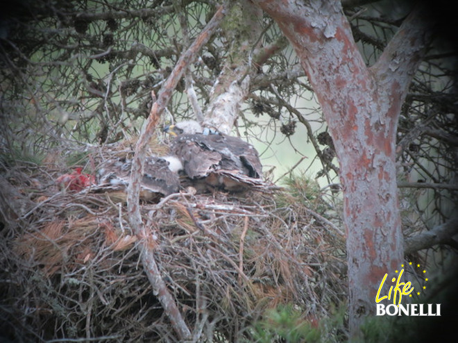 Fita y Frígola en el nido el 20 de mayo, al día siguiente del marcaje, con restos de comida llevada por los padres en la parte izquierda del nido.
