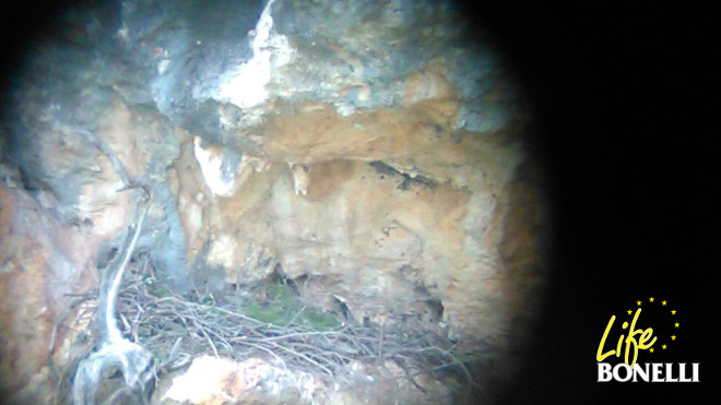 Vista del nido de Darwin y Dalía con material verde recién colocado. (Foto: Tomeu Morro/IBANAT).