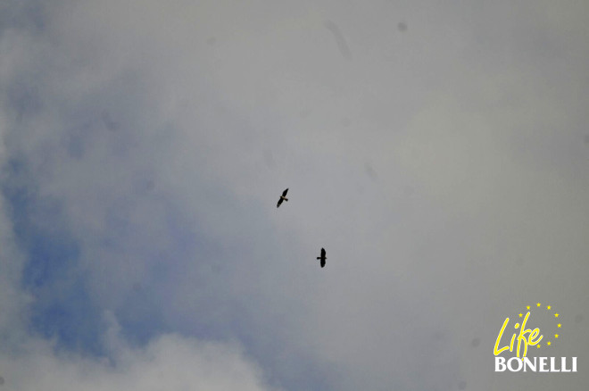 Deià arriba (de menor tamaño y más blanco) y Enix abajo (más corpulenta y oscura)  (Foto: Xavier Gassó).