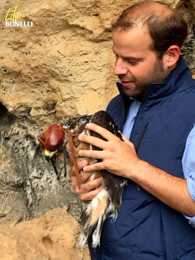 El Director General de Espacios Naturales y Biodiversidad, Miquel Mir, sujetando a Galatzó mientras se prepara el operativo para su retorno al nido (Foto: Ernesto Álvarez).