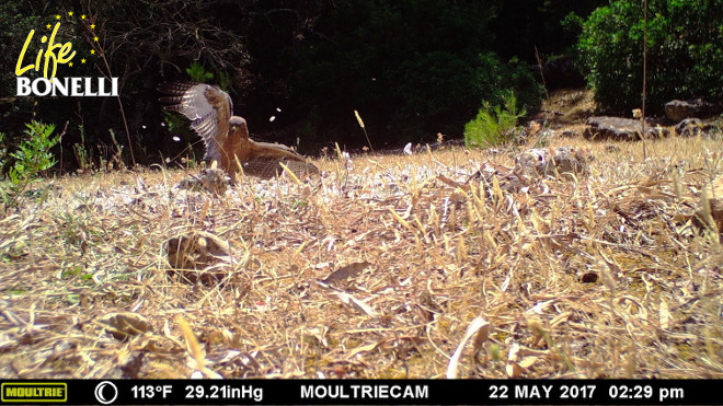 Imagen de fototrampa del 22 de junio (el mes está mal indicado en la imagen) de Galatzó capturando una paloma cerca del nido.