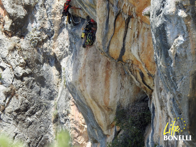 Difícil acceso al nido por parte de dos escaladores, uno del MAPAMA y otro Agente de Medio Ambiente de Baleares (Foto: Ernesto Álvarez).