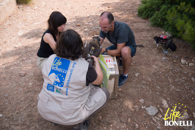 Momento del marcaje de Gorg por parte de voluntarios del GOB-Mallorca (Foto: Tomeu Morro).