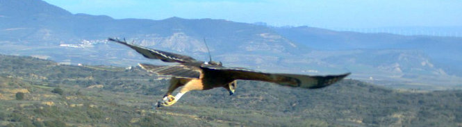 Águila de Bonelli en vuelo