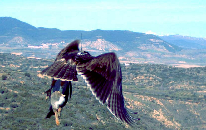 Beragu, àguila cuabarrada alliberada a Navarra el 2012
