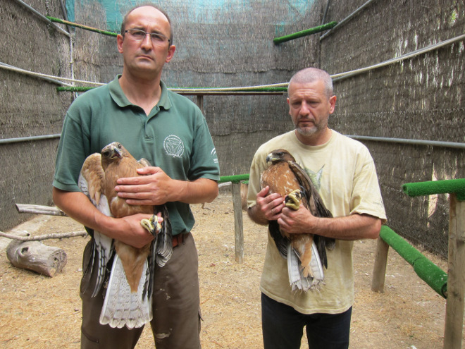 Deux jeunes Aigles de Bonelli cédés par la Junta de Andalucia.