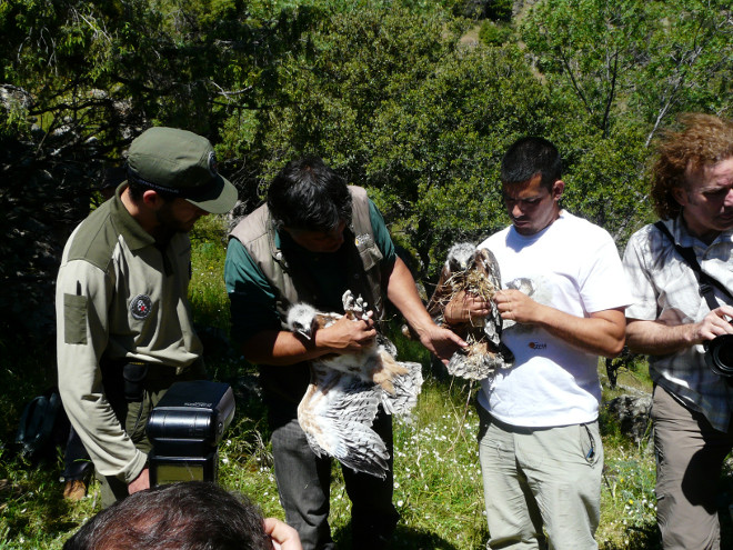 Park rangers from the Community of Madrid and members of GREFA during the release of two Bonelli's Eagle chicks. 