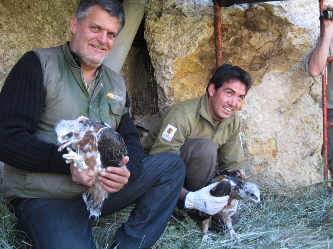 Ernesto et Tomeu libérant deux poussins d’Aigles de Bonelli à Majorque