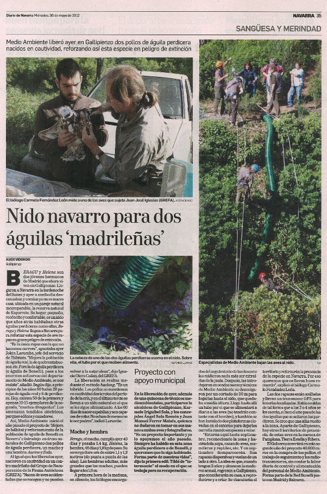 Liberación de águilas de bonelli en Navarra. Prensa