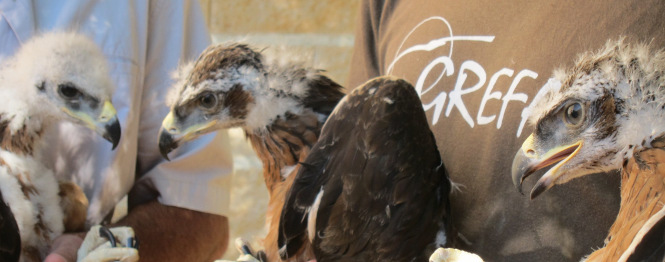 Pollos de águila de bonelli antes de su liberación