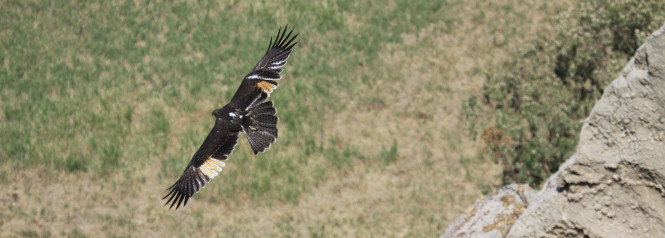 Aguila de Bonelli marcada con transmisor GPS y marcas alares