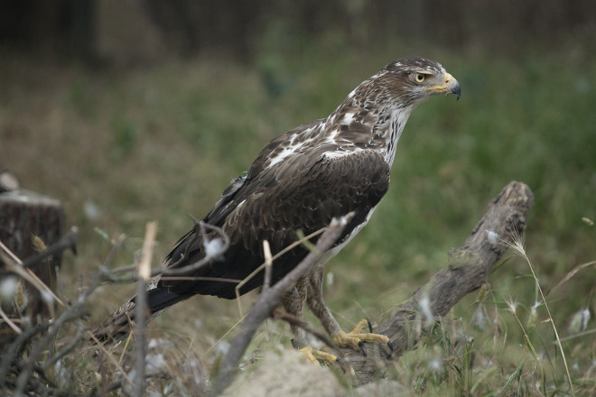 Àguila cuabarrada irrecuperable en el centre d’educació ambiental GREFA