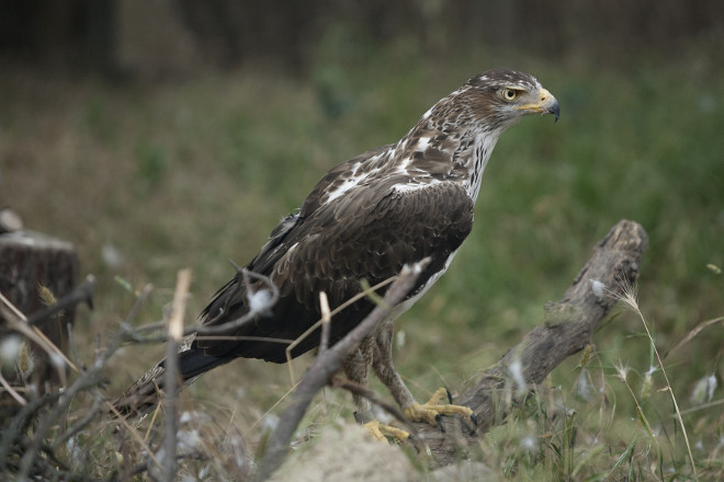 Águila de Bonelli irrecuperable en el Centro de Educación Ambiental de GREFA