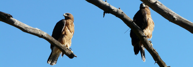 Jovenes de águila de bonelli descansando en un pino seco