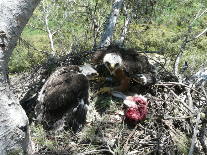 Pollos de águila de bonelli marcados en uno de los últimos nidos de la Comunidad de Madrid