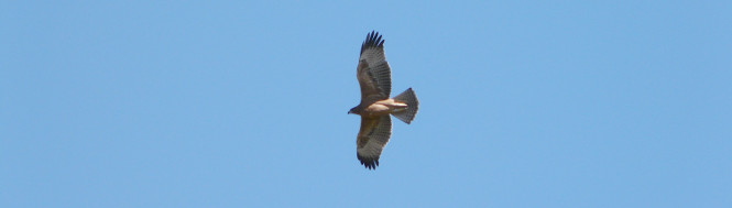 Águila bonelli