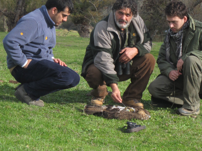 Miembros de GREFA junto al cadaver de un águila de bonelli electrocutada