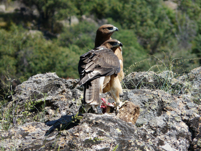 Aigles de Bonelli libérés dans la Communauté de Madrid