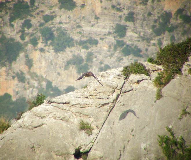 Blaia, àguila de Bonelli alliberada a Mallorca. Lalo Ventoso