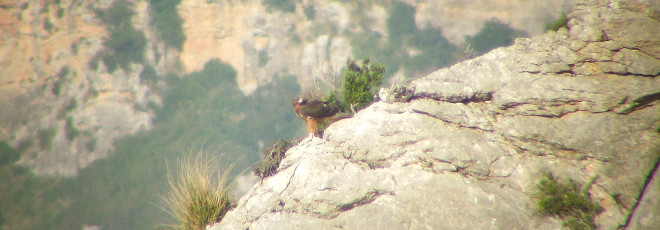 Blaia, águila de Bonelli liberada en Mallorca. Lalo Ventoso