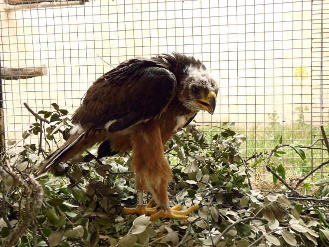 Pollo de águila de Bonelli en el Centro de Recuperación de Fauna Salvaje de GREFA, antes de ser reintroducido en la Sierra Oeste de Madrid. 