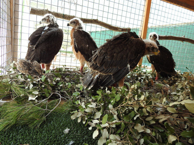 Acaba con éxito el Plan de Reintroducción del Águila Coabarrada a Mallorca