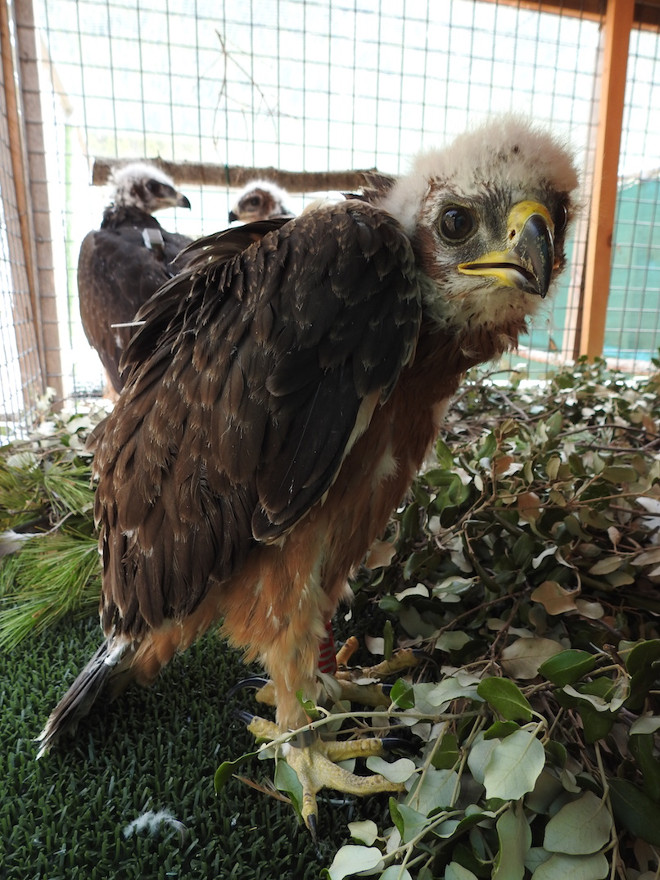 Acaba con éxito el Plan de Reintroducción del Águila Coabarrada a Mallorca