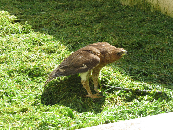 El águila de bonelli en su voldero de GREFA