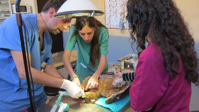 Reconocimiento veterinario al águila de bonelli