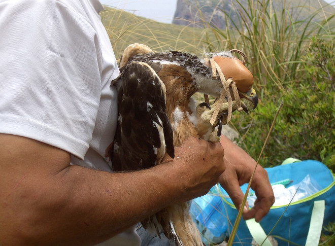 Primer plano de Deià con una caperuza el día de su marcaje y toma de muestras (Foto: Xavier Manzano).