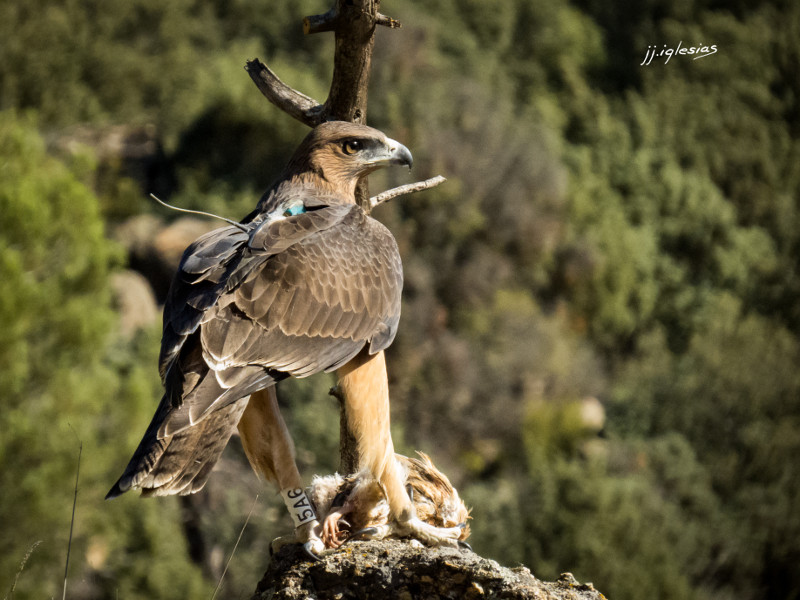 Rómulo, águila de bonelli