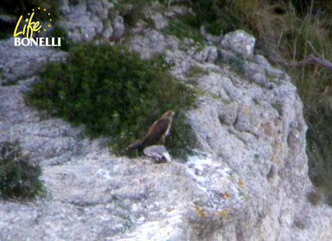 Daimiel comiendo una gaviota patiamarilla aportada para apoyar su reincorporación a la vida silvestre.