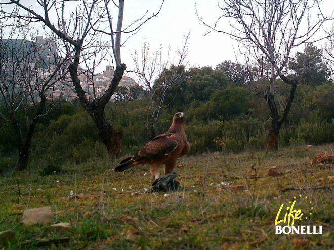 Filabres, águila de bonelli