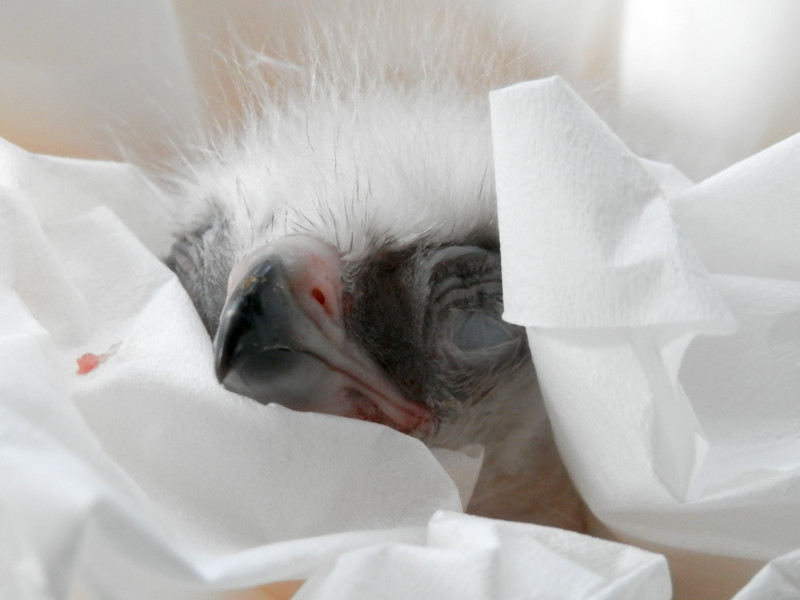 Primer pollo de águila de bonelli nacido dentro del proyecto en GREFA