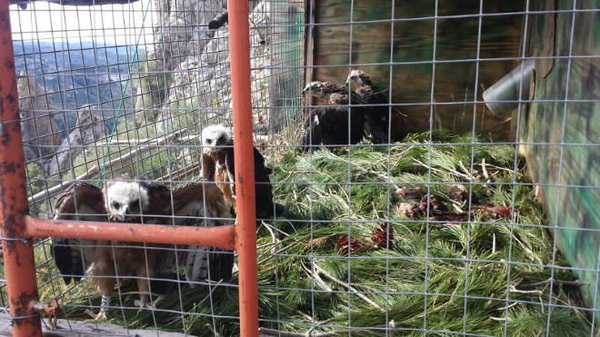 Los cuatro pollos trasladados a Mallorca, en el interior del nido artificial (hacking) de la Sierra de Tramuntana. Foto: Ernesto Álvarez / GREFA.