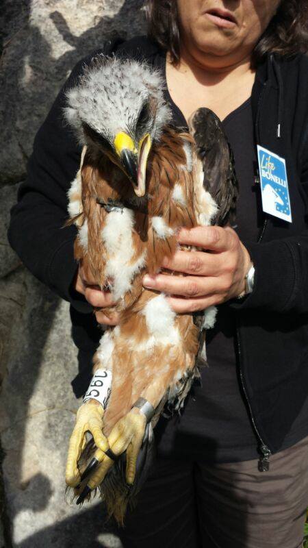 Personal del COFIB sujeta uno de los pollos para su introducción en el nido artificial de la Sierra de Tramuntana. Foto: Ernesto Álvarez / GREFA.