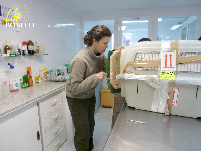 La veterinaria del COFIB revisando a Dílar a su llegada a Mallorca. No ha hecho falta cogerla, ya que ha llegado tranquila y en buen estado.