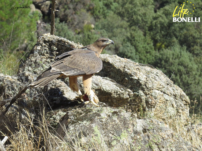 Una de las águilas de bonelli liberadas en Madrid