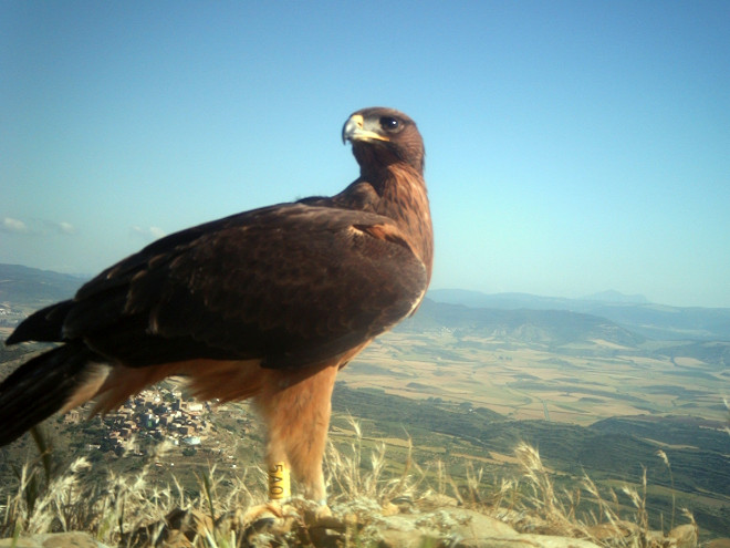 Fila, águila de bonelli