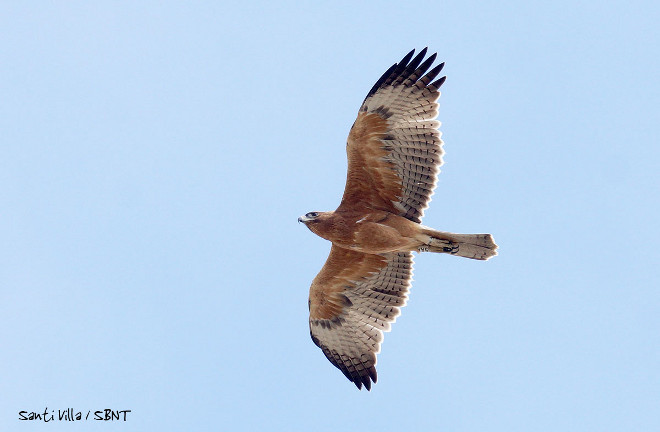 Zahara, águila de bonelli, en Tarifa. Foto: Santiago Villa-Spainbirds Nature Tours (www.spainbirds.com)