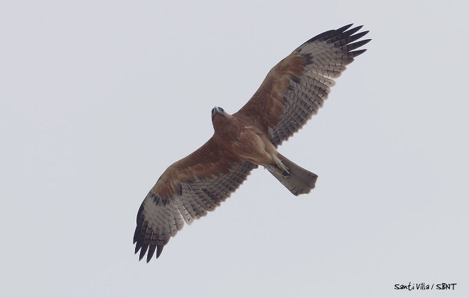 Zahara, águila de bonelli, en Tarifa. Foto: Santiago Villa-Spainbirds Nature Tours (www.spainbirds.com)