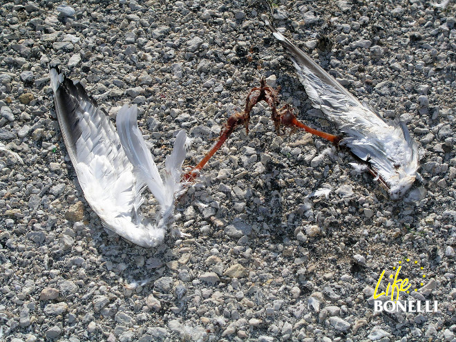 Restos de gaviota patiamarilla comida por un águila de Bonelli, de la que esta especie deja solo las alas y las clavículas.